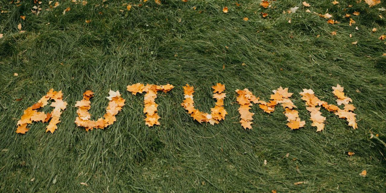 Yard waste pick-up Nov 6 to 12 in Champlain