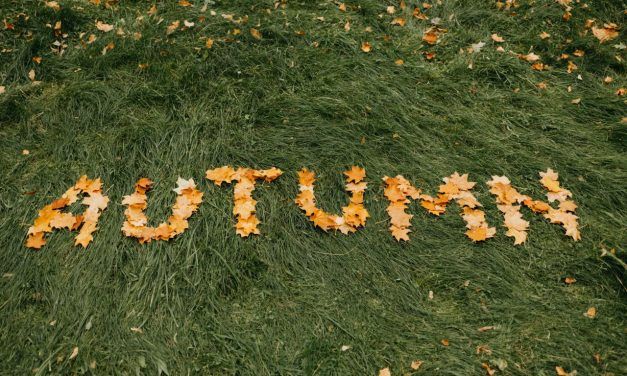 Yard waste pick-up Nov 6 to 12 in Champlain