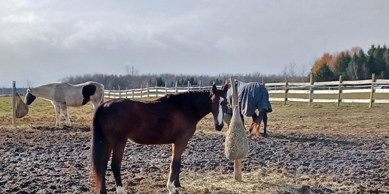 Horse refuge fundraiser rescheduled