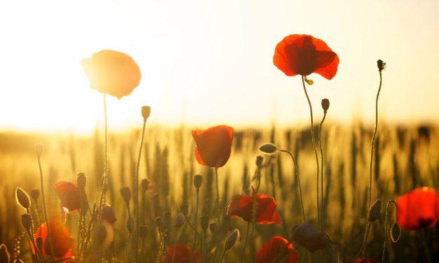 Learn about the service of Canadians online