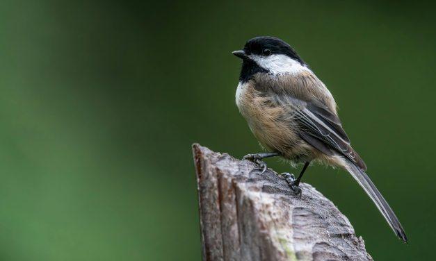 Alfred-Montebello bird count on Boxing Day