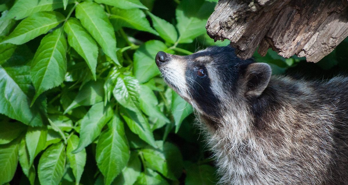 Seeds of Kindness Campaign for Wildlife Rescue