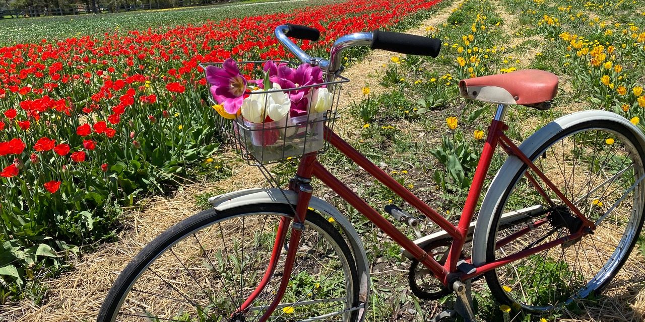 Tulip time in Vankleek Hill