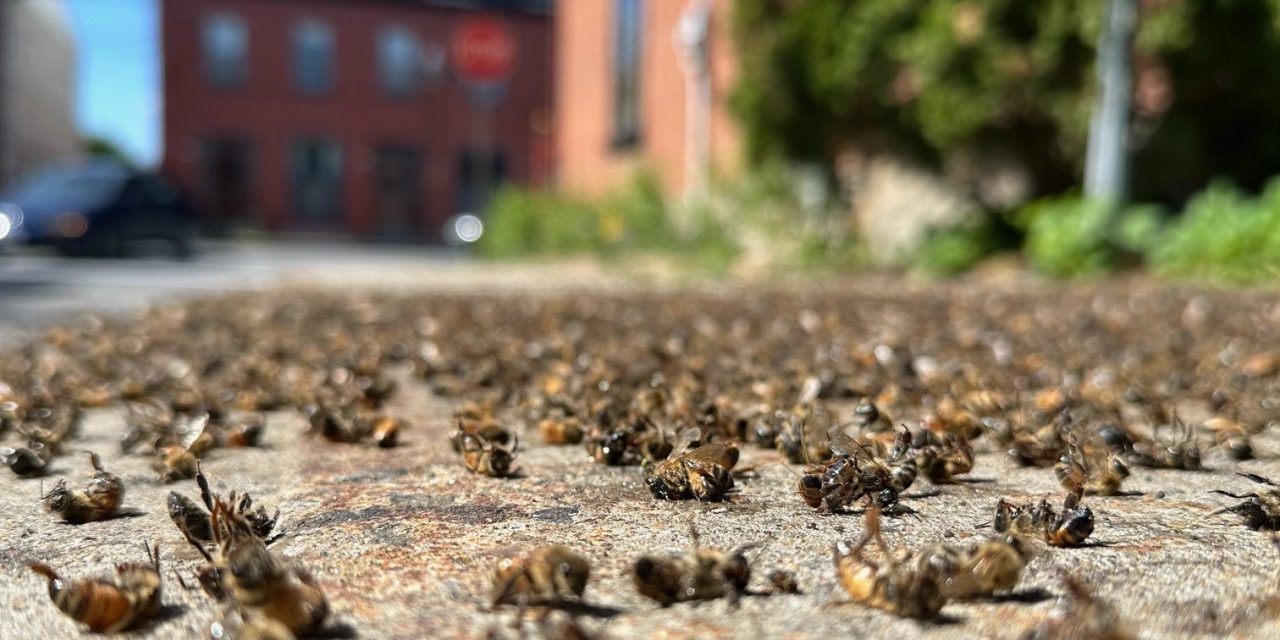 Getting swarmed? Call a beekeeper