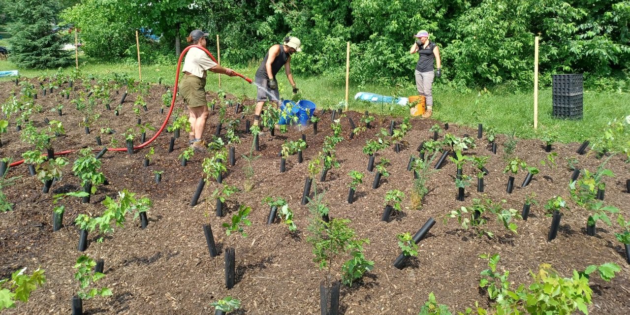 Microforêt in Lachute aims high for urban environment