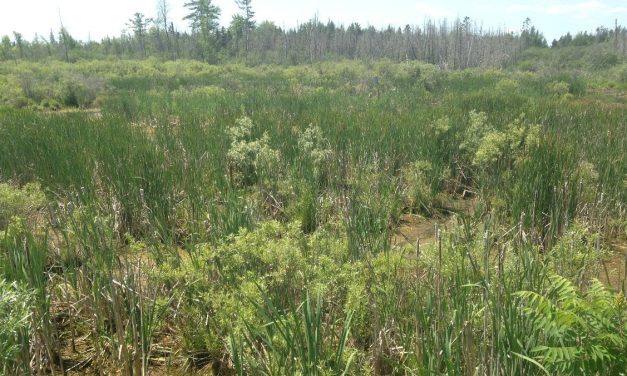 Province pauses wetland planning for South Nation and Raisin conservation authorities