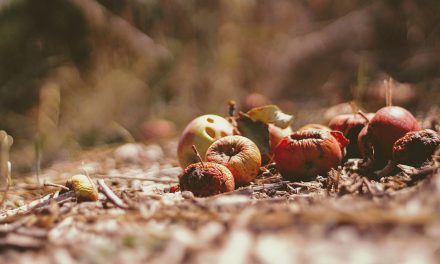 Constructing composting in Champlain