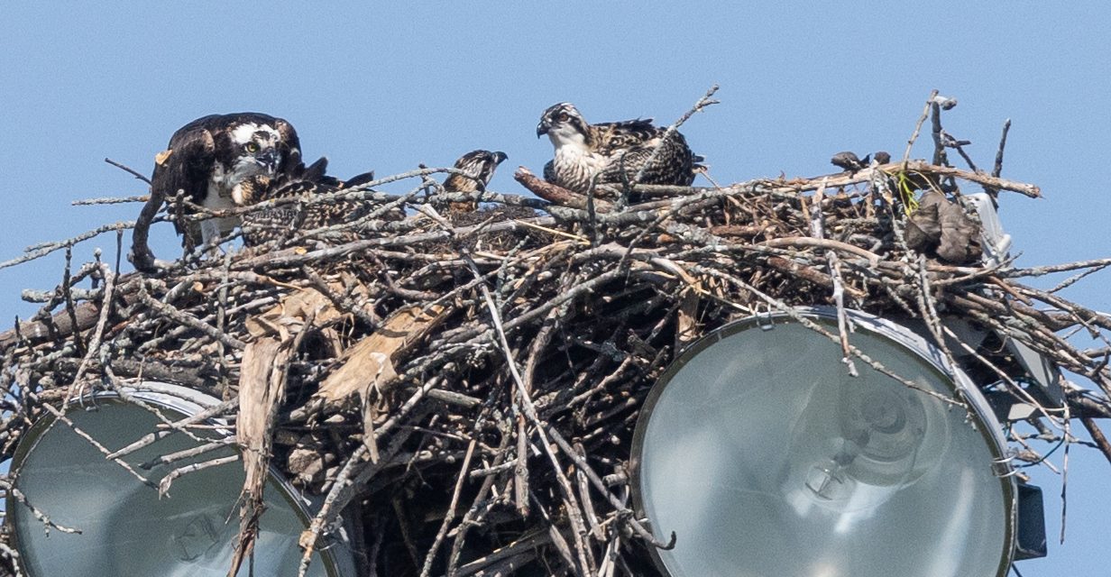 Nature society wants to preserve Hawkesbury osprey habitat