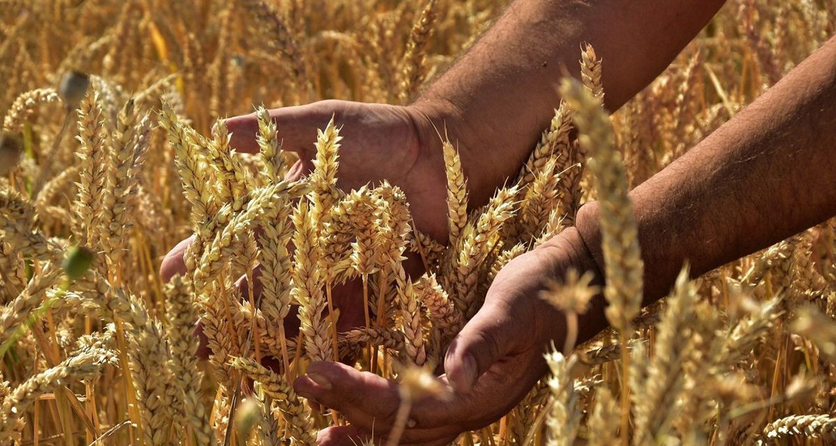 Grain Farmers of Ontario Grains Innovation Fund open for applications